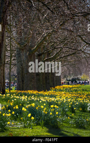 Giunchiglie in un parco nel centro della città di Londra, Inghilterra. Foto Stock