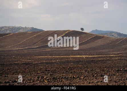 Il paesaggio agricolo vicino a Dezful, Provincia di Khuzestan, Iran. Foto Stock