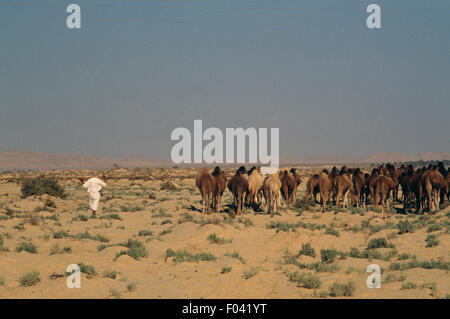 Cammelli, Festival del Sahara a Douz, Tunisia. Foto Stock