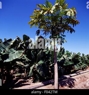 Piantagione di banane nei pressi di Salalah, Oman. Foto Stock