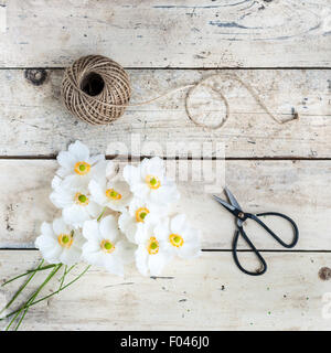 Anemoni giapponesi con le forbici e lo spago Foto Stock