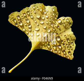 Ginkgoblaetter,, Ginkgo biloba, Mit Tautropfen, Tau, Foto Stock