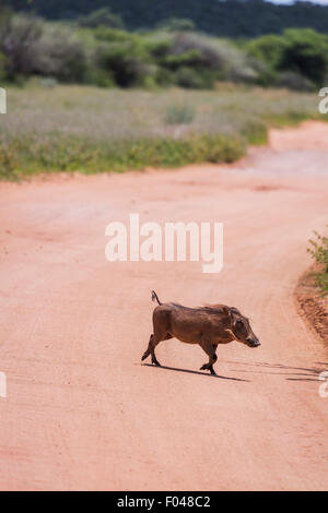 Warthog (Phacochoerus aethiopicus) attraversando una strada nel parco nazionale Etosha, Namibia, Africa Foto Stock