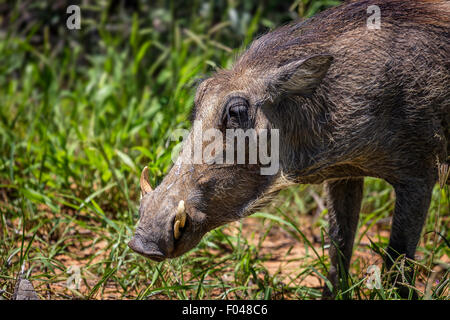 Warthog comune (Phacochoerus africanus) in Etosha National Park, Namibia, Africa Foto Stock