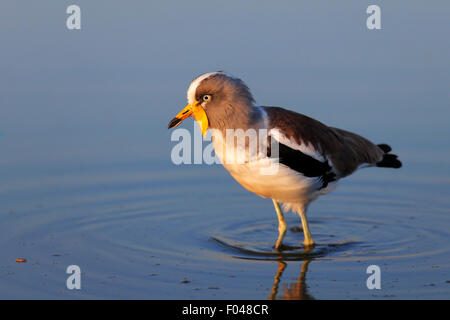 Bianco-incoronato pavoncella (Vanellus albiceps) guadare in acqua - Parco Nazionale Kruger (Sud Africa) Foto Stock