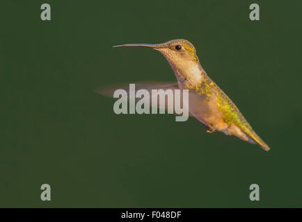 Ruby-throated ronzio bird in aria Foto Stock