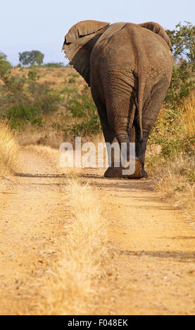 Elefante africano cammina sulla strada, sud africa, la fauna selvatica Foto Stock