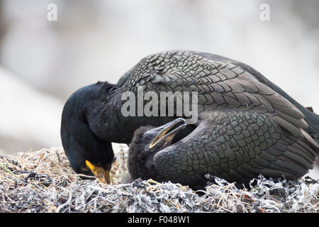 Marangone dal ciuffo (phalacrocorax aristotelis) adulti pulcino riparo dal sole, Isola di fiocco, farne Islands, Northumberland Foto Stock