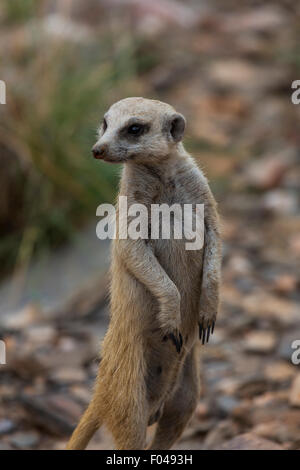 Meerkat (Suricata suricatta) in Etosha National Park, Namibia, Africa Foto Stock