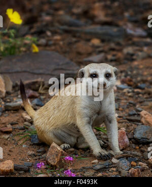 Meerkat (Suricata suricatta) in Etosha National Park, Namibia, Africa Foto Stock