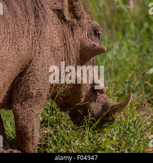 Warthog comune (Phacochoerus africanus) in Etosha National Park, Namibia, Africa Foto Stock