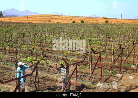 Nasik, Maharashtra, India. 26 apr, 2013. 27 Aprile 2013 : Nasik, India.In un vigneto i lavoratori agricoli al lavoro.La maggior parte dei vigneti in uso Nasik irrigazione di gocciolamento di acqua le piante di uva.Il western città indiana di Nashik è considerata la "capitale del vino dell'India". Del totale 79 aziende vinicole del paese, Nashik solo ha 34. Le famose cantine Nasik includono Sula, Chateau Dori, Zampa, York & N.D. Vini. © Subhash Sharma/ZUMA filo/Alamy Live News Foto Stock