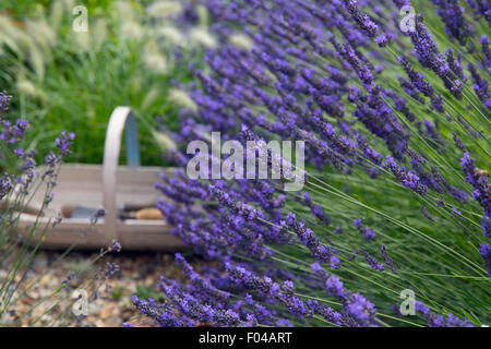 Confine di lavanda Hidcote varietà e utensili da giardinaggio in trug Foto Stock