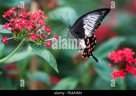 Papilio polytes ' comuni dei Mormoni Butterfly bere il nettare da un fiore al sensazionale mostra di farfalle, Storia naturale Foto Stock