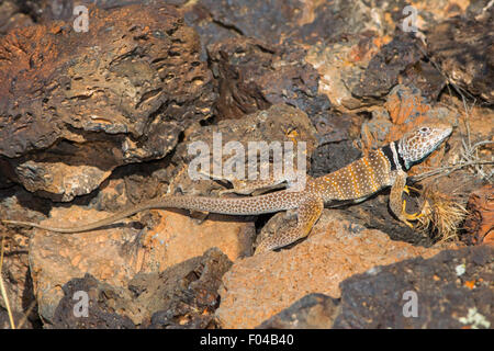 Grande Bacino di lucertola a collare Crotaphytus bicinctores Snow Canyon State Park, Utah, Stati Uniti 30 giugno maschio adulto Foto Stock