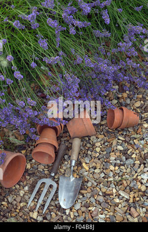 Confine di lavanda Hidcote varietà e terracotta fioriere Norfolk Foto Stock