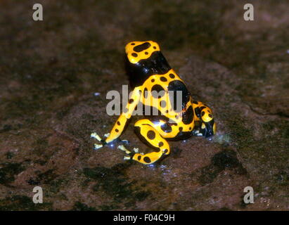 Sud Americana a bande di colore giallo o giallo intitolata poison dart (rana Dendrobates leucomelas), a.k.a. Bumblebee poison frog Foto Stock