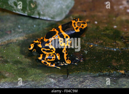 Sud Americana a bande di colore giallo o giallo intitolata poison dart (rana Dendrobates leucomelas), a.k.a. Bumblebee poison frog Foto Stock