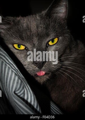 Cat con la lingua fuori (russo blue cross) Foto Stock