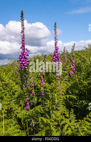 Un ritratto fotografia di comune Foxgloves, Digitalis purpurea , crescente tra le felci, Monilophytes o le Pteridofite. Foto Stock