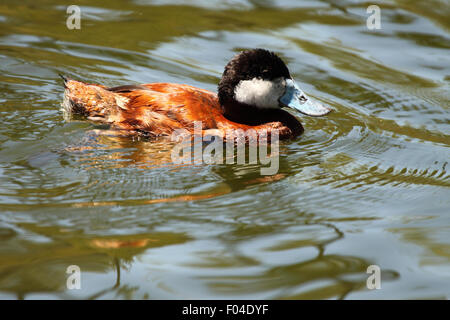 Un maschio di Ruddy Duck nuoto. Foto Stock