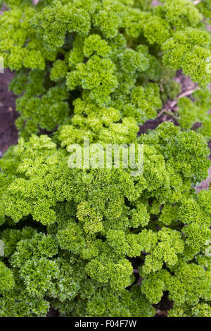 Petroselinum crispum "Aphrodite" in crescita in un orto. Foto Stock