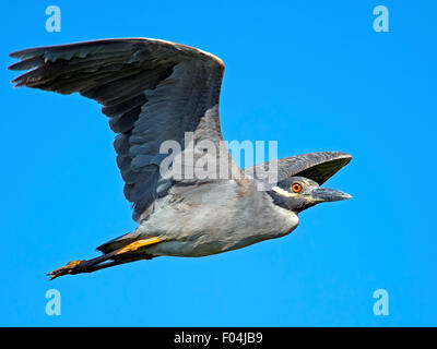 Giallo-incoronato Nitticora in volo Foto Stock