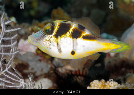 Mimic Filefish, Paraluteres prionurus. Questi pesci imitano il Toby sadled nero, Canthigaster valentini. Tulamben, Bali Foto Stock