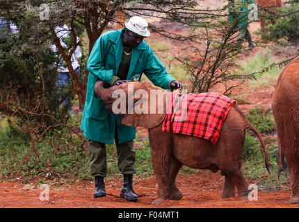 Nairobi, in Kenya. 06 Ago, 2015. Un elefante orfani cub interagiscono con il suo custode presso l'Orfanotrofio degli Elefanti nel sobborgo di Nairobi, il 6 agosto 2015. Un elefante orfanotrofio stabilito dal David Sheldrick Wildlife Trust è situato nella periferia di Nairobi, in Kenya. Un totale di circa 30 baby elefanti orfani di cacciatori di frodo di avorio o calamità naturali vivono qui.ricevono estremamente specializzati per il trattamento da altamente dipendenti dedicati. Dal momento che sono tre, essi saranno liberi di wild. Credito: Xinhua/Alamy Live News Foto Stock