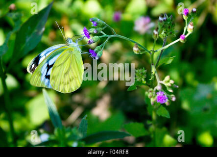 Il gabbiano minore (Cepora nadina) farfalla godendo di un viola selvatica nettare dei fiori Foto Stock