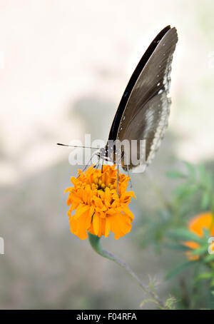 Il corvo comune Butterfly (Euploea core) su un tagete Foto Stock