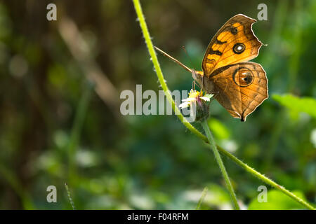 Peacock Pansy Butterfly. (Junonia almana) è una specie di farfalla nymphalid trovati in Asia del Sud Foto Stock