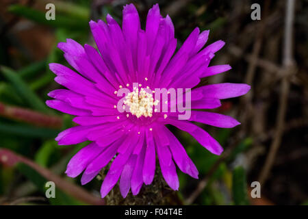 Fiore viola close up Foto Stock
