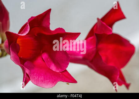 Due fiori di colore rosso con poco spider su uno Foto Stock