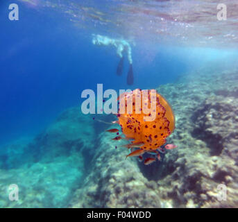 Mediterraneo - Medusa Cotylorhiza tuberculata Foto Stock