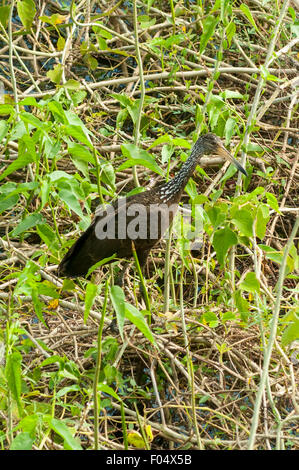 Aramus guarauna, Limpkin, Araras Lodge, Pantanal, Brasile Foto Stock