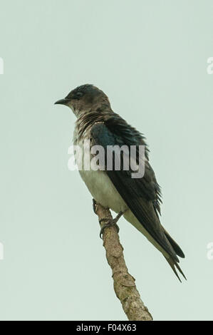 Progne subis, Viola Martin, Transpantaneira autostrada, Pantanal, Brasile Foto Stock