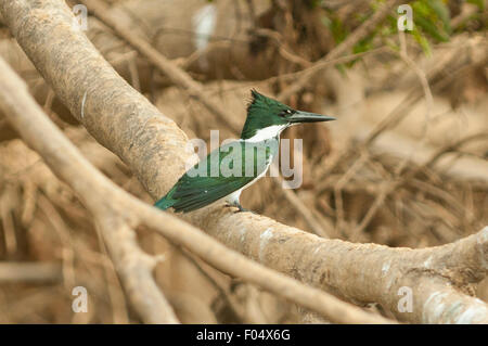 Chloroceryle amazona, Amazon Kingfisher, Cuiaba River, Pantanal, Brasile Foto Stock