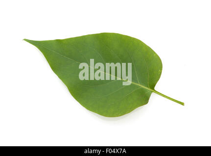 Fliederblatt, di Syringa vulgaris, Foto Stock
