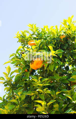 Alberi di arancio in Cordoba o Córdoba, Spagna Foto Stock