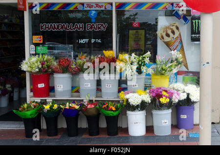 Caseificio, comer shop, Khandallah, Wellington, Isola del nord, Nuova Zelanda Foto Stock
