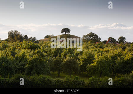 Il sidro di mele Frutteti con Burrow Hill in background. Somerset. Regno Unito. Foto Stock