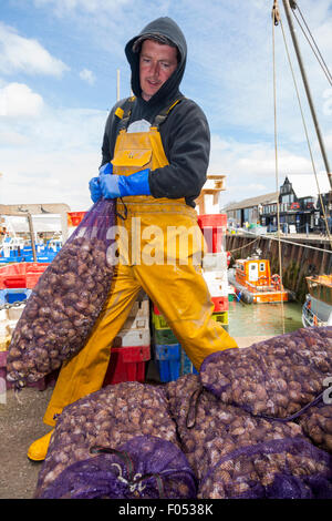 La pesca worker gestisce sacchi di buccino fresca / sbarco appena catturati conchiglia (crostacei) al West Quay Porto Whitstable Kent REGNO UNITO Foto Stock