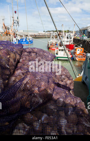 Net sacchi di buccino fresca / sbarco appena catturati conchiglia (crostacei) quayside a West Quay, Whitstable Harbor Whitstable Kent REGNO UNITO Foto Stock