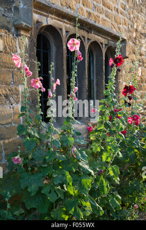 Hollyhocks nella parte anteriore del Cotswold cottage, Stanton, Cotswolds, Gloucestershire, England, Regno Unito, Europa Foto Stock