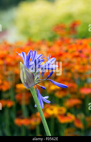 Agapanthus germoglio di fiore di apertura nella parte anteriore del Helenium fiori. African giglio azzurro Foto Stock