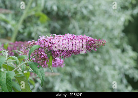 Buddleja Pikei 'Pink delight". Butterfly bush 'Rosa delizia' Foto Stock