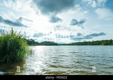 Una boccola sul lato del lago. Foto Stock