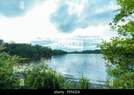 Guardando attraverso il lago con alberi su tutti i lati. Foto Stock