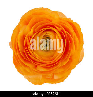 Orange ranunculus asiaticus ranuncolo fiore isolato su sfondo bianco Foto Stock